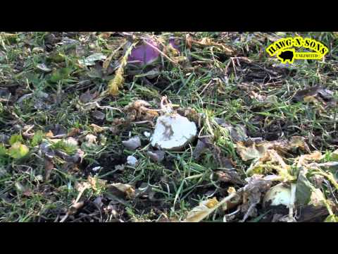 how to fertilize winter rye