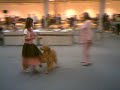 Dog Show