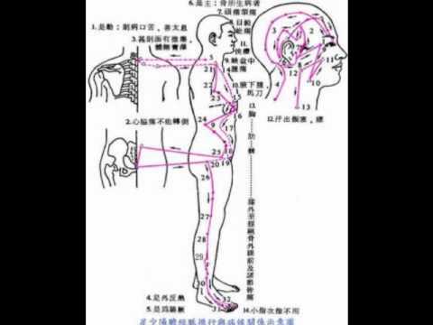 膽經