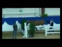 Quidam - Showjumping horse for sale