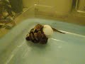 ball python feeding #3 ball python feeding #3