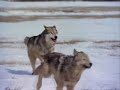 Imax- Lobos- Parte 1/4