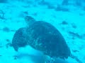 tortuga en punta venados