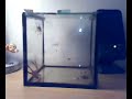 Feeding my pet Spider(Huntsman)  a Cockroach