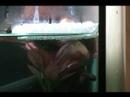 Mine and friends betta, spawning.