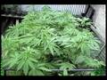 A Single Cannabis Crops Life in 181 pics - Seed to Weed - Seaweed 815