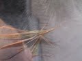 Long Head Grasshopper