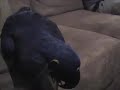 Ivy the Couchwalker