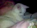 My cat,Cass-e My cat,Cass-e