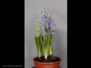 Opening Hyacinth