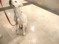 videos de Kilroy the Lab Part one