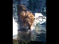 Cam-2009-03-09 tigre.mov