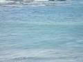 videos de Elephant Seals 1