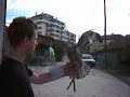 Falconry-Macedonia-Kumanovo