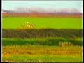 Saluki x daytime hare coursing (Pre-Ban)