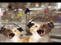 Funky Cats Funky Cats