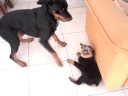 rott filhote com rott adulta!! rott filhote com rott adulta!!