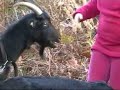 Egonaldia Baratzen Egonaldia Baratzen