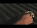 I Was Bitten - Crazy Snakebite Captured on Super Slow Motion
