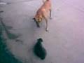 videos de Koby vs  Muning FIGHT!!!