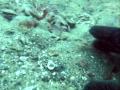 freediving for scallops - Wellington, NZ
