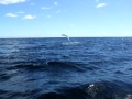 Trinity Whale Video with Peter Halley Late August 623 Excellentavi