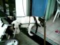 videos de charra4