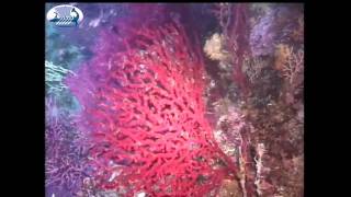 Red corals in the Mediterranean Sea (Aegean sea)