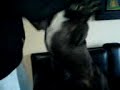 Lieve hond