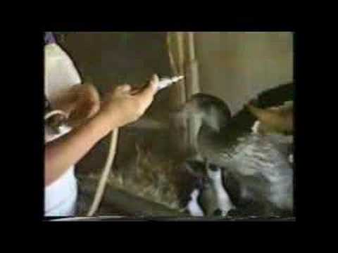 Inoculation of the mast ducks, ...