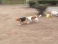 暴れん坊パラダイス