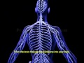 SAP Netweaver - The Body Of Information - Shai Agassi