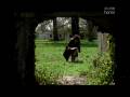 videos de Alice