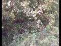 videos de Newtowns  powys old  canal