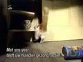 Intruder