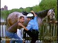 Apanhados do Cavalo