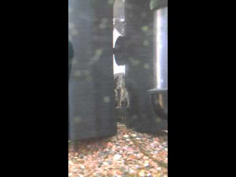 how to grow algae for otocinclus