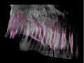 WitmerLab: Nigersaurus - Maxilla Dental Battery WitmerLab: Nigersaurus - Maxilla Dental Battery