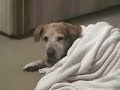 Ptah the Wonderdog. 18yrs. Memorial Video