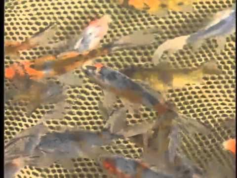 how to care koi fish