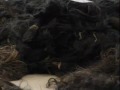 Hairs given to Venkateshwara Appear NewYork Beauty Shops Hairs given to Venkateshwara Appear NewYork Beauty Shops