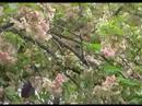 Travel Japan-Osaka Cherry Blossoms at the Mint Museum ?????
