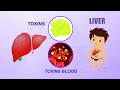 19 LIVER - Learn about Human Body Parts For Kids (Tamil)