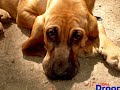 BLOODHOUND PUPPIES by Eduardo Dur�n Haedo