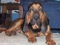 BLOODHOUND PUPPIES 
