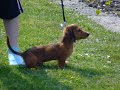 Arnold our daschund puppy