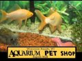 The Aquarium Pet Shop Wisconsin Rapids