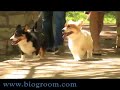 BioGroom :30