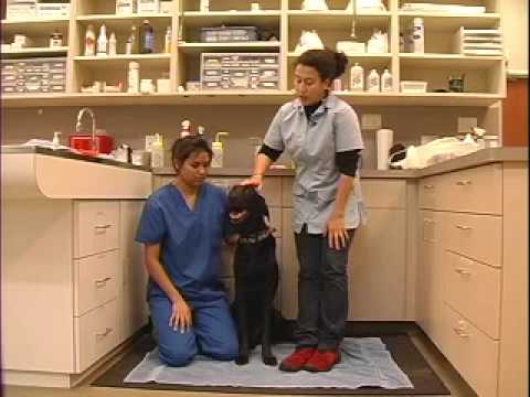how to administer benadryl to dogs