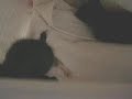 chaton kitten
http://www.youtube.com/watch?v=zbqv9eoyoi4